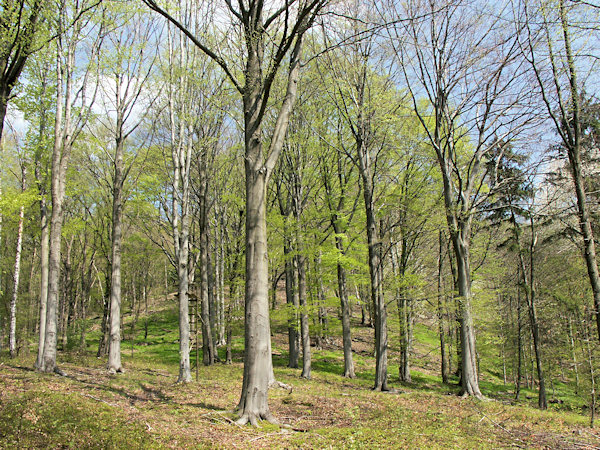 Beeches under the Ortel-hill.