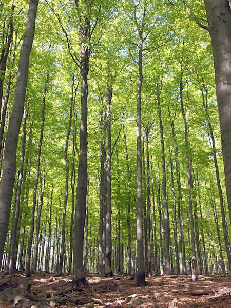 Beeches on the Velký Buk-hill.