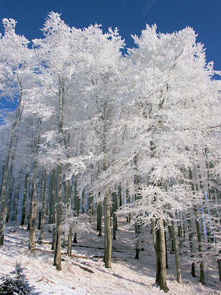 Beech-wood on the Stožec in winter.