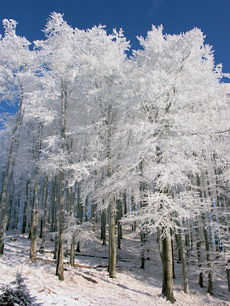 Winterlicher Buchenwald auf dem Stožec (Schöber).