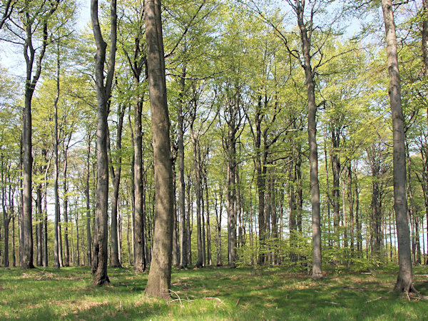 Bučina na vrcholu Weberbergu.