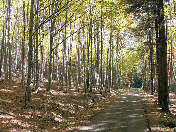 Buchenwald an der Finkenbergstraße.