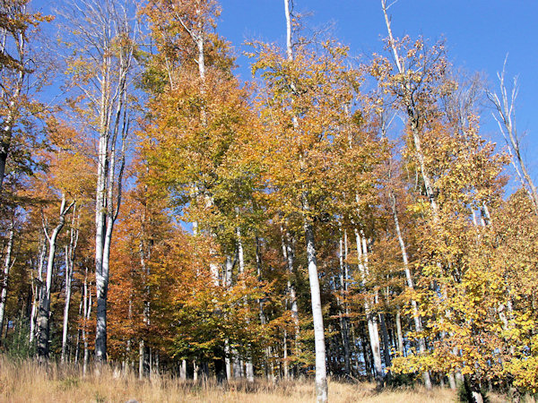 Beeches on the Pěnkavčí vrch-hill.