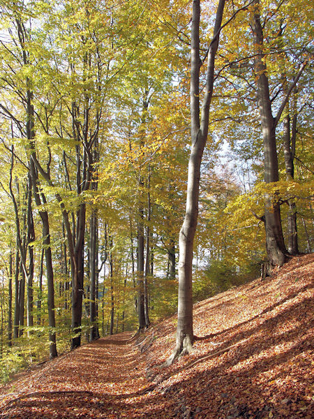 Goldener Buchenbestand am Sokol (Falkenberg) bei Petrovice (Petersdorf).