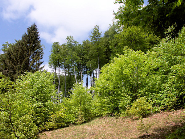 Young beeches on the slopes of Bouřný.