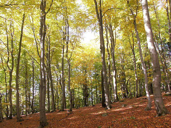 Beechwood on the slopes of Školní vrch near Zdislava.