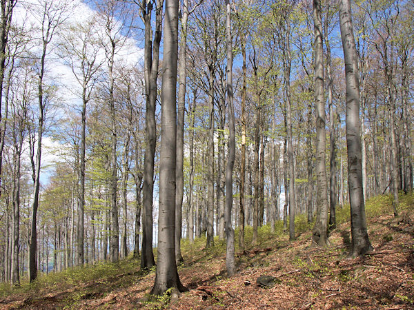 Buchenwald auf dem Gipfel des Pěnkavčí vrch (Finkenkoppe).