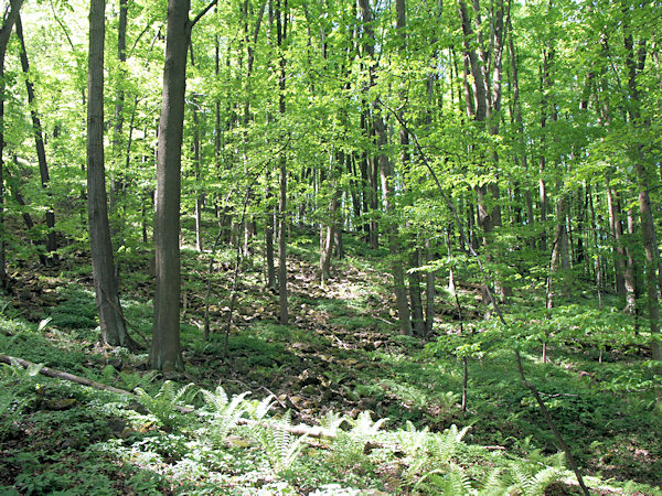 Beech forest on the slopes of Tlustec.