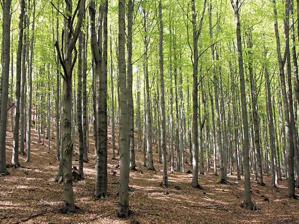 Beech forest on the Bouřný hill.