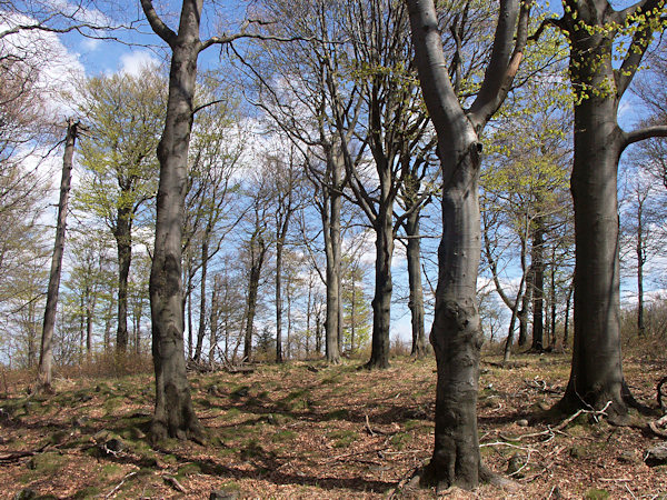 Knospenbuchen auf dem Gipfel des Pěnkavčí vrch (Finkenkoppe).