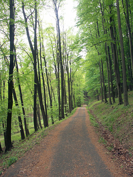 The road to the Lunaria rediviva near Líska.