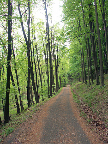 Strasse zur Mondviole bei Líska (Hasel).