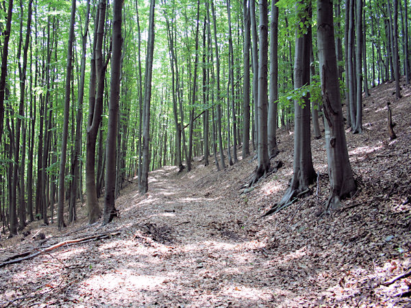 Going through the beech forest of the Kobyla hill.