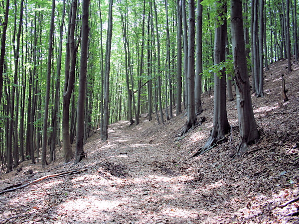 Durch den Buchenwald am Kobyla (Hengstberg).