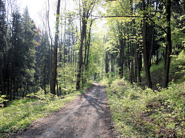 Durch das Tal Milířka (Kohlhautal).