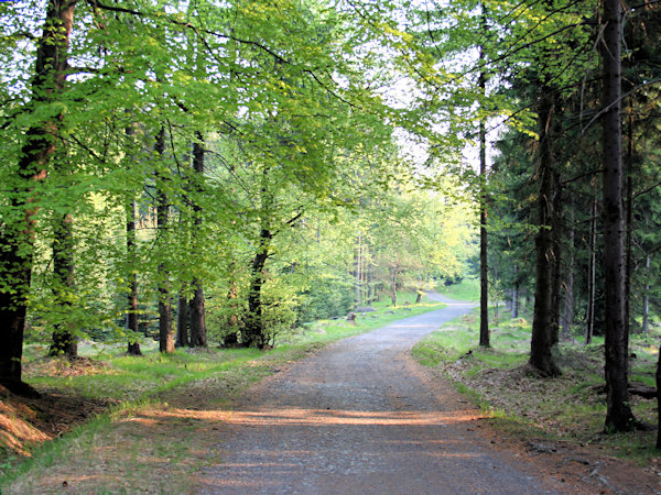 Maimorgen unter dem Jedlová (Tannenberg).