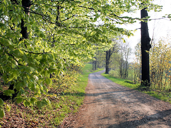 Der Weg Tolštejnská cesta (Tollensteiner Weg).