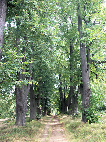 Eine Lindenallee am Lemberk (Lämberg).