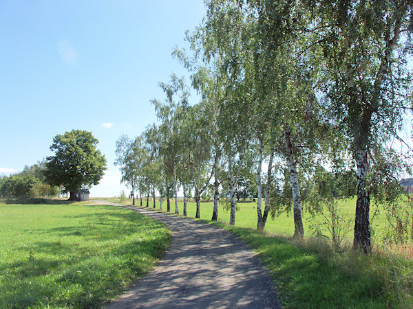 Birken bei Sněžná (Schnauhübel).