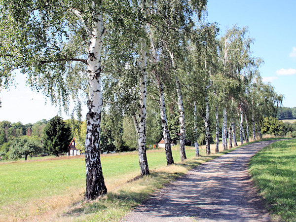 Birken bei Sněžná (Schnauhübel).