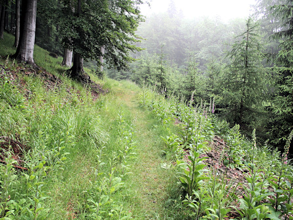 Nach einem Regen am Javor (Grosser Ahrenberg).