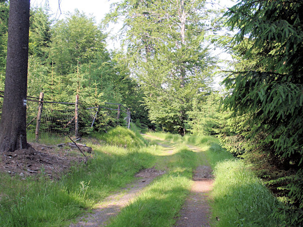 Unter dem Velká Tisová (Grosser Eibenberg).