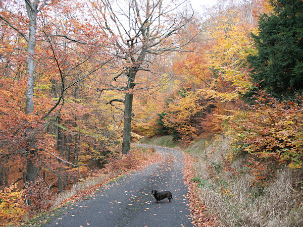 Autumn on a forest road on the Pěnkavčí vrch hill.