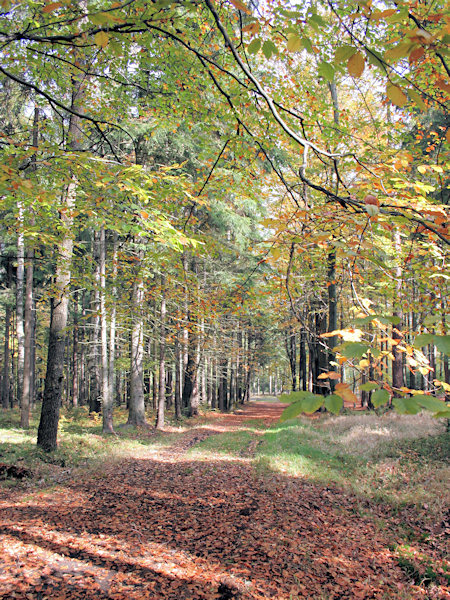 Down the Malý Stožec hill.