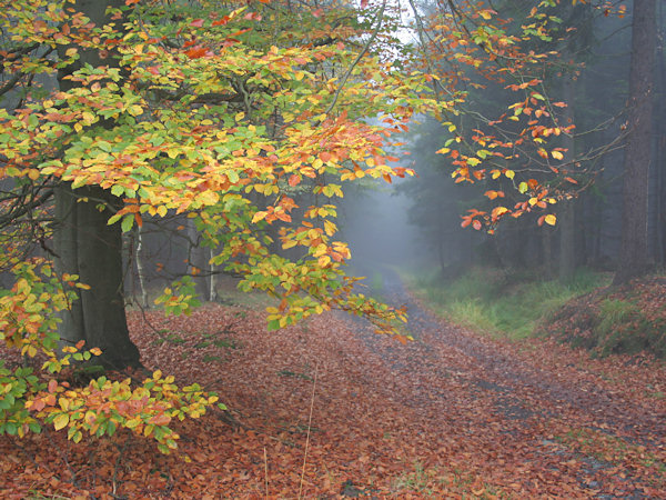 Herbststimmung unter dem Jedlová (Tannenberg).