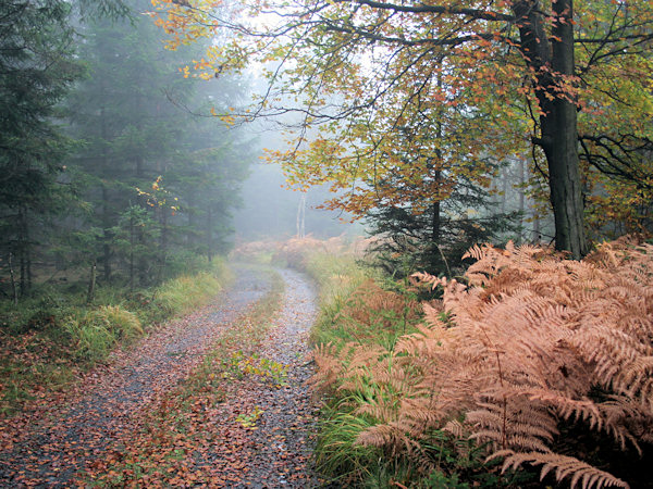 Am Herbstmorgen zu den Jedlovské rybníky (Tannteiche).