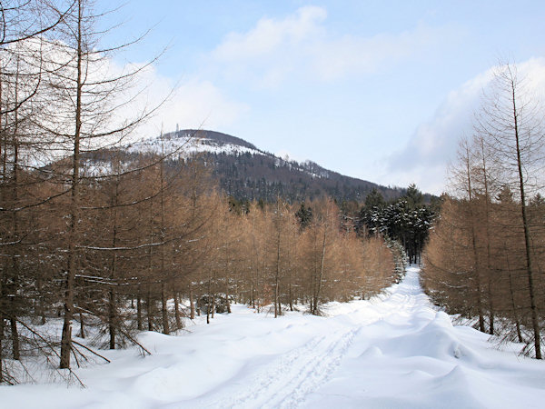 Auf Langlaufski unter dem Jedlová (Tannenberg).