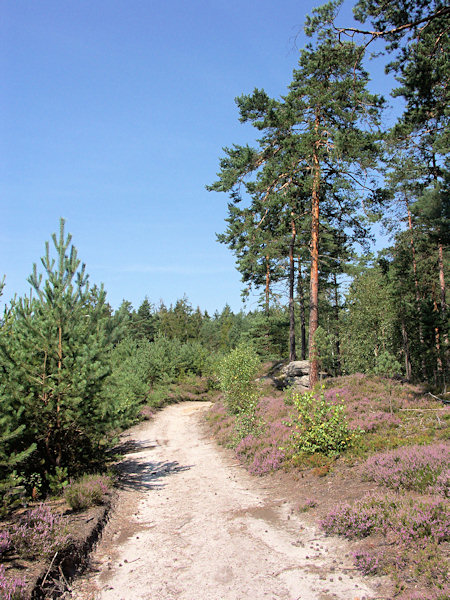 Sandiger Weg nach Radvanec (Rodiwitz).