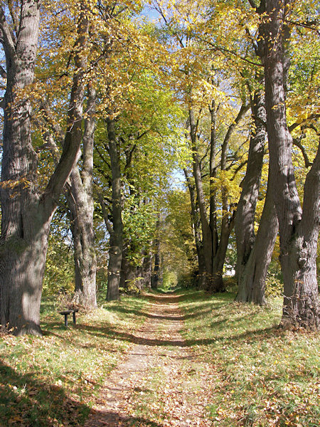 Avenue of lime trees near of Lemberk castle.