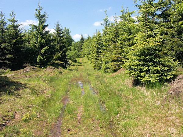 Weg durch den Jungwald auf den Jelení kameny (Hirschensteinen).