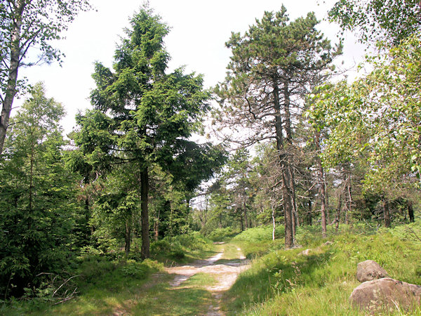 Am Grenzkamm entlang laufender Weg unter dem Luž (Lausche).