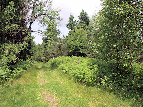 Wildweg auf dem Weberberg.