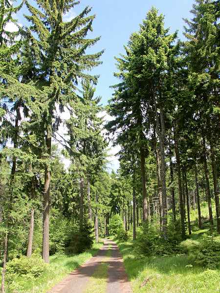 The way leading along of the western slope of the Medvědí hůrka.