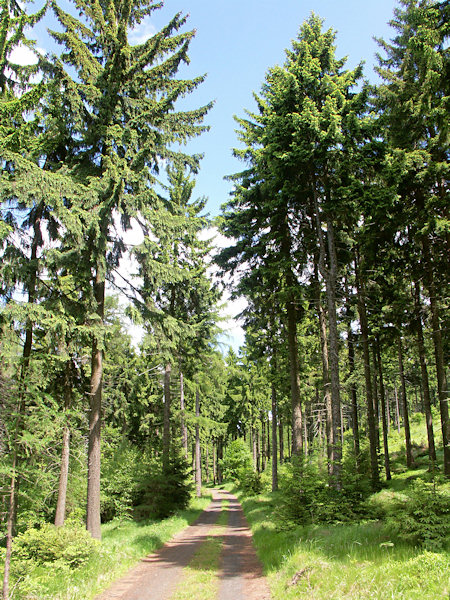 Weg am Westhange des Medvědí hůrka (Barhübel).