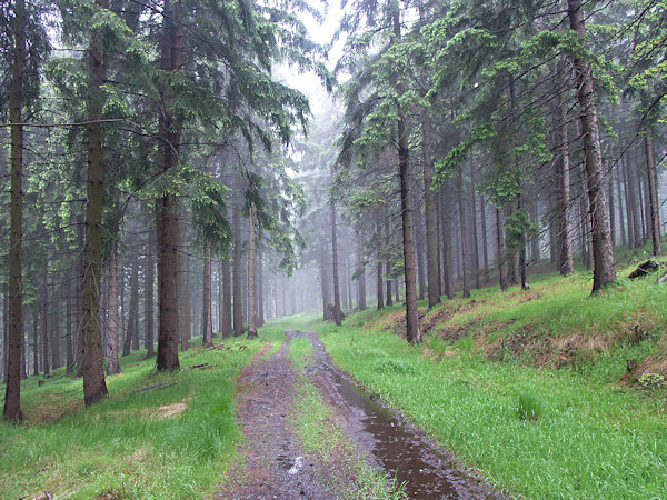 The old Prague road below the Jelení kameny.