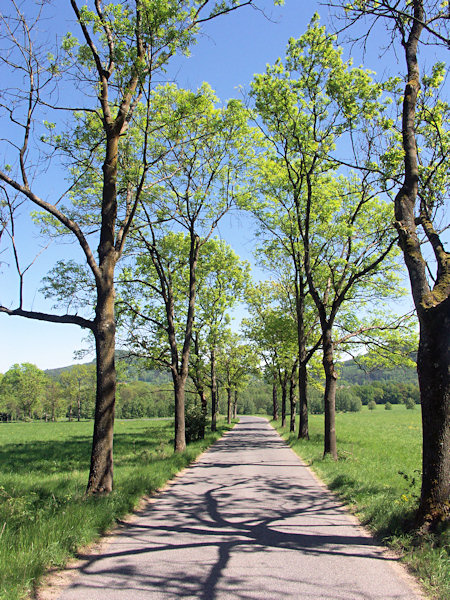 Allee auf der Straße von Skalice (Langenau) nach Slunečná (Sonneberg).