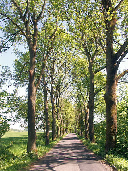 Allee auf der Straße von Skalice (Langenau) nach Slunečná (Sonneberg).