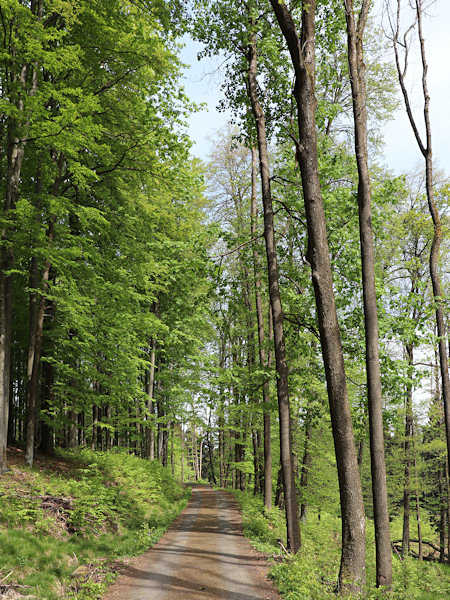 Forest road from Křížový buk to Měsíčnice (Perennial Honesty).