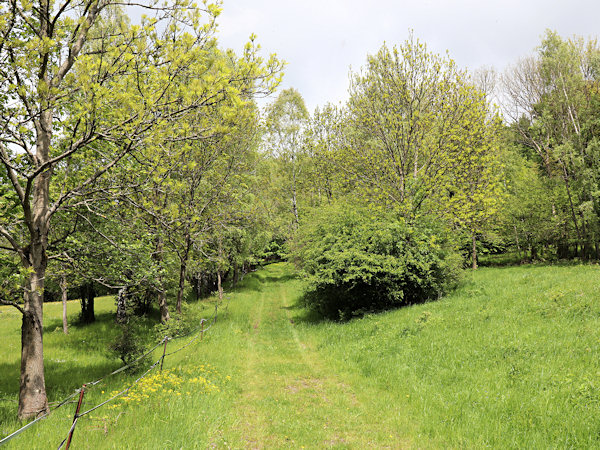 Overgrown road to the quarry on Stříbrný vrch.