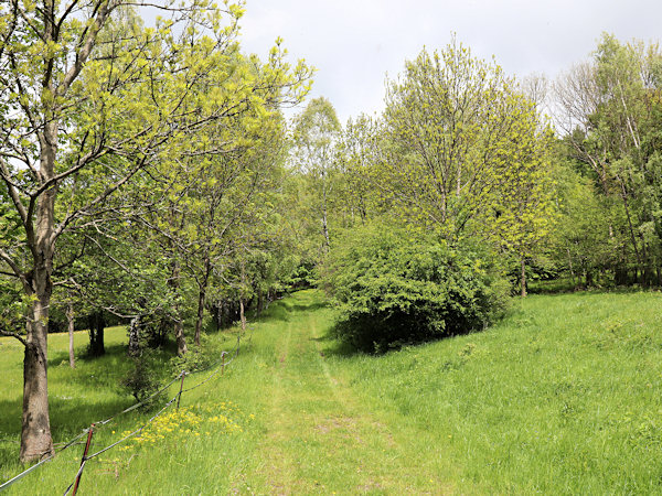 Bewachsener Weg zum Steinbruch auf dem Stříbrný vrch (Silberberg).