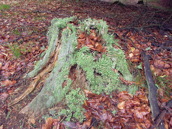 An old stump.