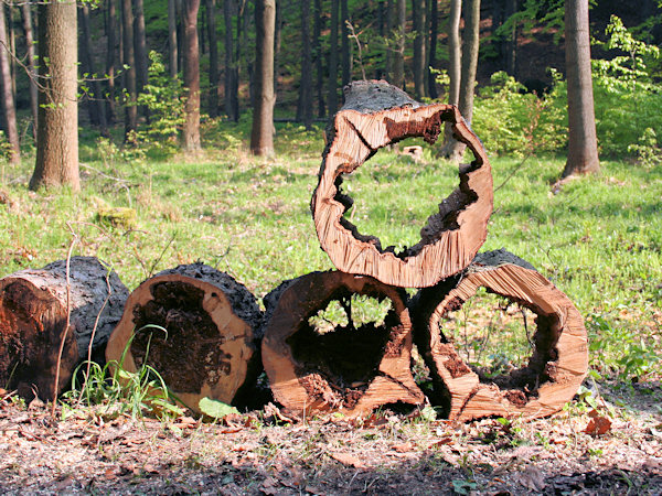 Ein Guckloch im Wald.