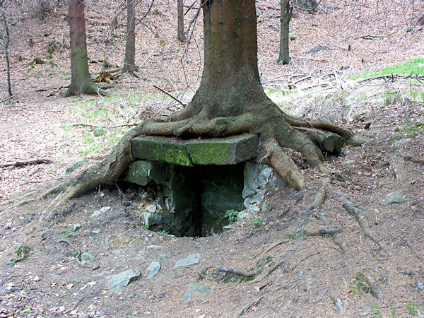 Old stone well near the Pustý zámek. On its cover now a stout spruce is growing.