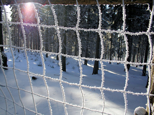 Hoar frost on the fence.