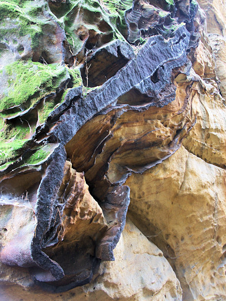 Iron-rich layers in the sandstone rock under the Tisový vrch hill.