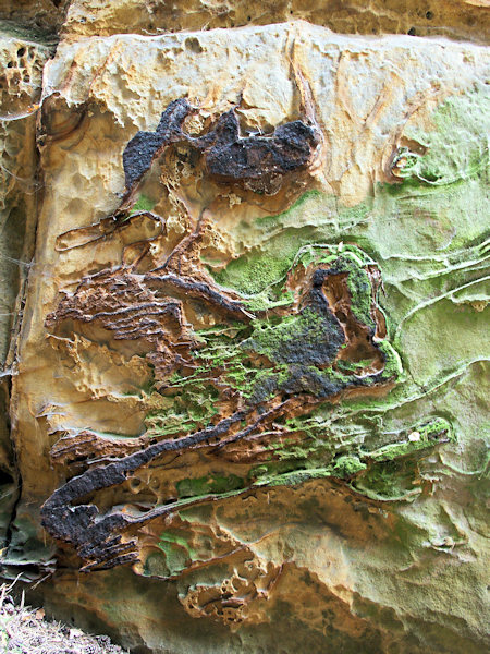 Iron-rich layers in the sandstone rock under the Tisový vrch hill.